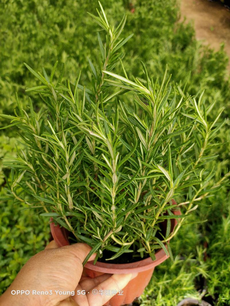 迷迭香绿植盆栽可食用四季常青室内植物净化空气防蚊驱