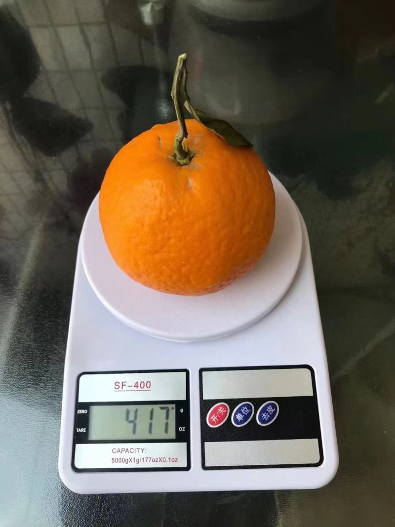 自家果园安全放心产品—青见