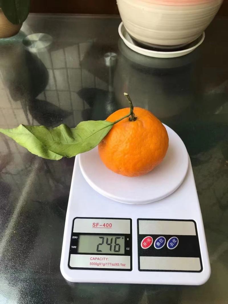 自家果园安全放心产品—青见
