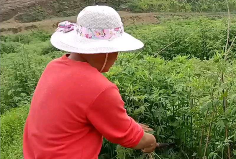 艾叶，贵州山地艾叶，纯野生，天然生长，自然晒干