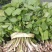 东北山野菜