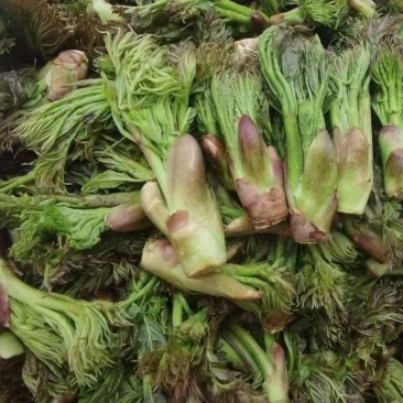 东北山野菜
