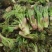东北山野菜