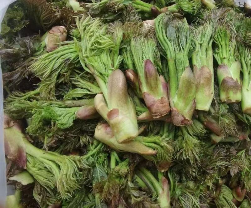 东北山野菜
