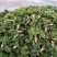 东北山野菜