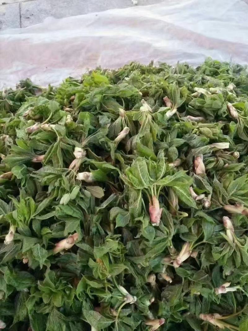 东北山野菜