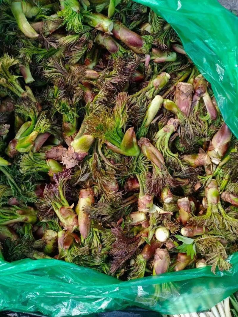 东北山野菜
