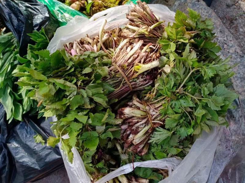 东北山野菜