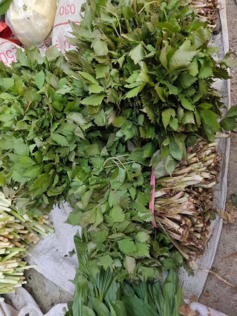 东北山野菜