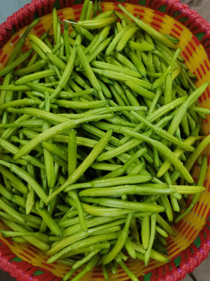 黄花菜