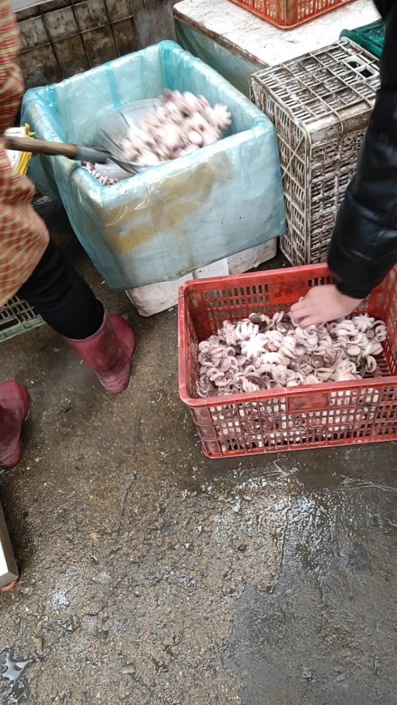 迷你小八爪，半熟米你八爪鱼，凉拌红烧都可以