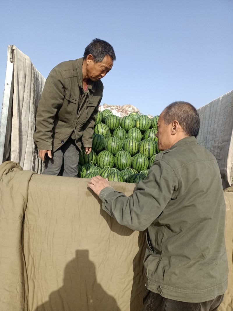 大量出售优质漫河牌西瓜甜瓜，甜王，京欣，蜜冠龙等产地直供