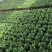 长寿花基地直供大量有货，欢迎选购价格实惠颜色多批发