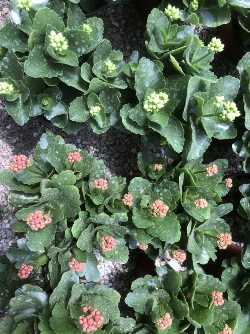 长寿花基地直供大量有货，欢迎选购价格实惠颜色多批发