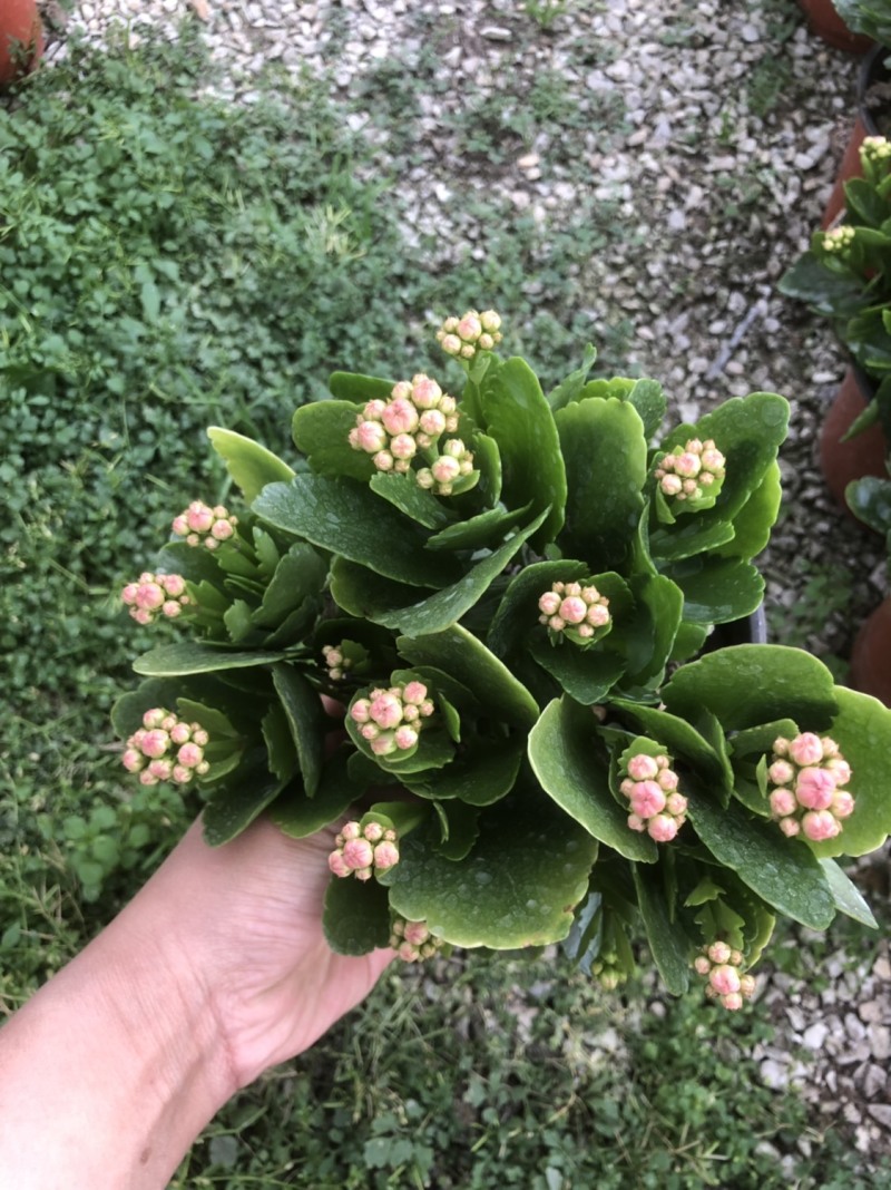 长寿花基地直供大量有货，欢迎选购价格实惠颜色多批发