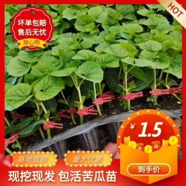 苦瓜苗育苗基地大量有货热销中诚信合作量大优惠