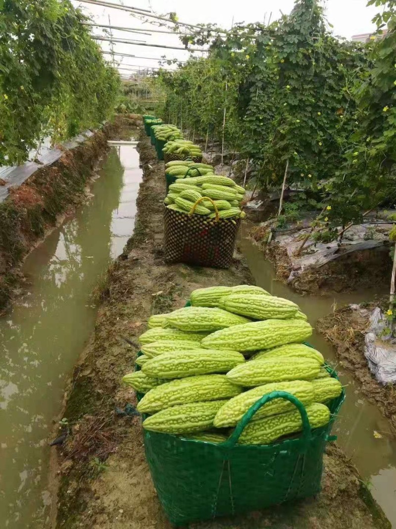 苦瓜苗育苗基地大量有货热销中诚信合作量大优惠