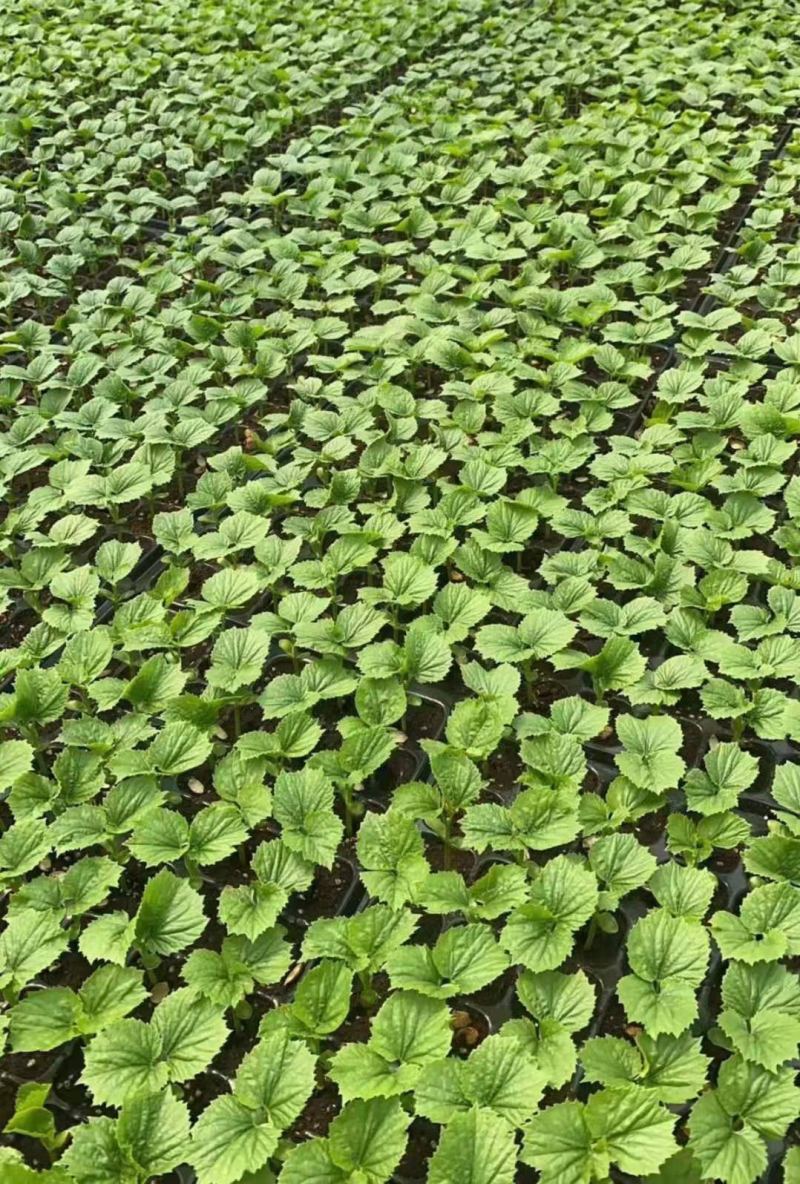苦瓜苗育苗基地大量有货热销中诚信合作量大优惠