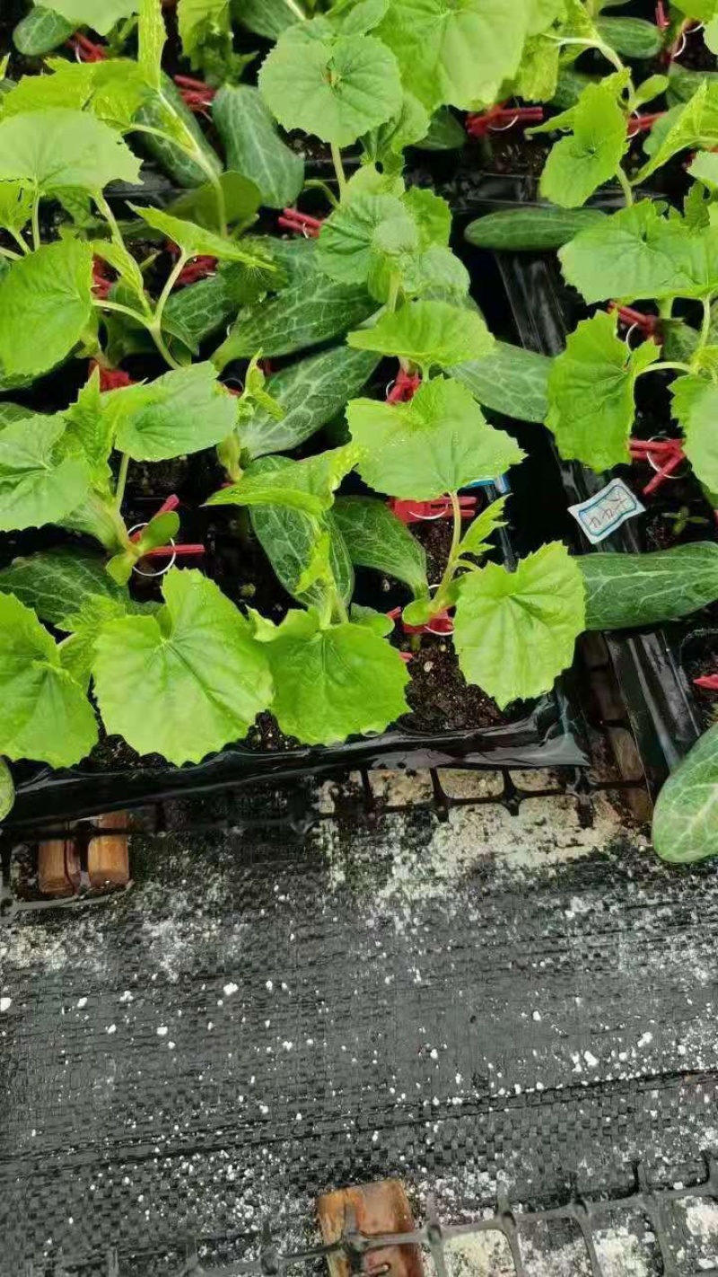 苦瓜苗育苗基地大量有货热销中诚信合作量大优惠