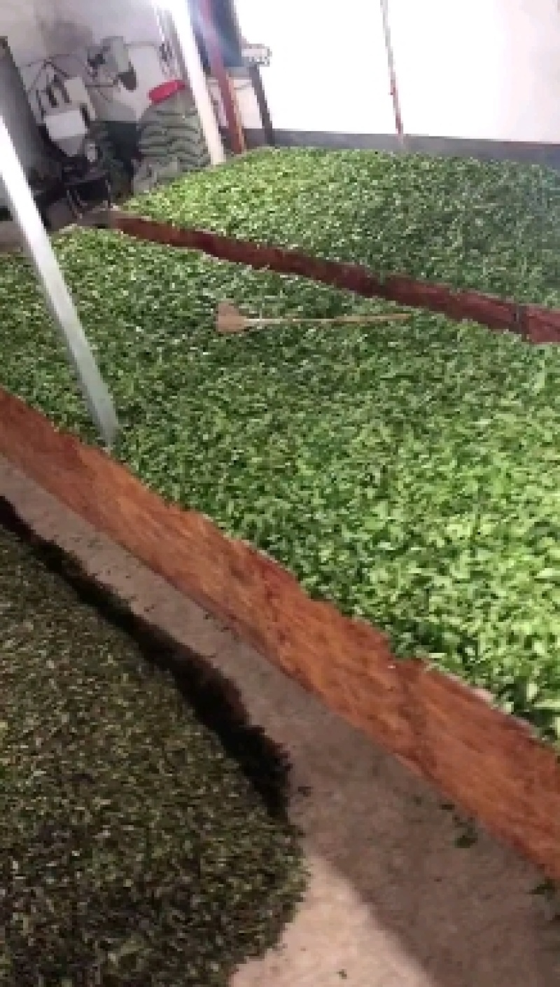 白茶
