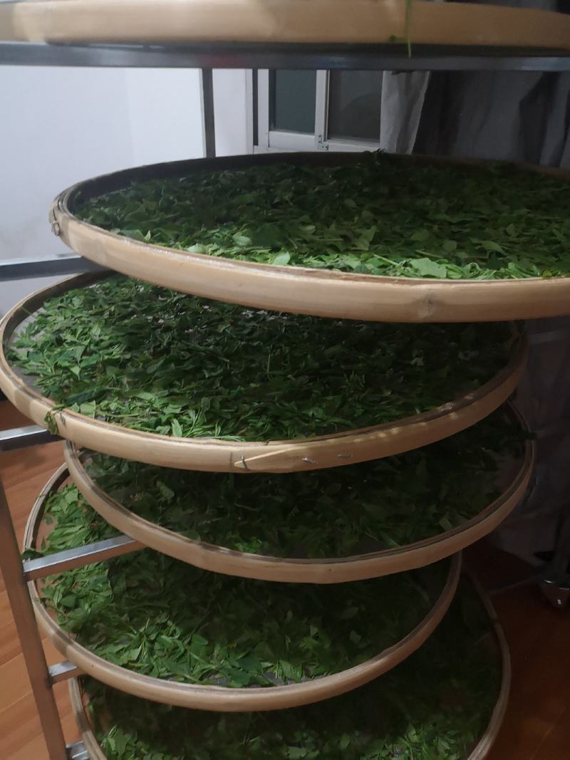 政和白茶
