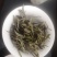 政和白茶