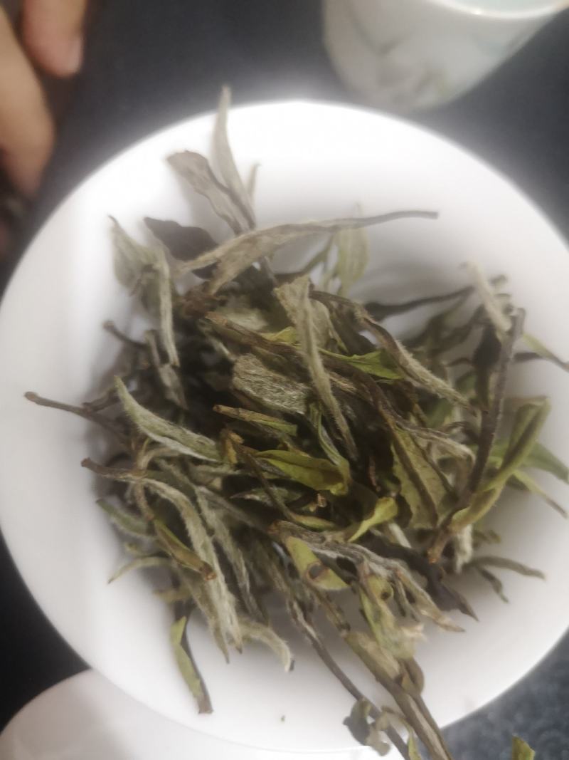 政和白茶