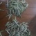 政和白茶