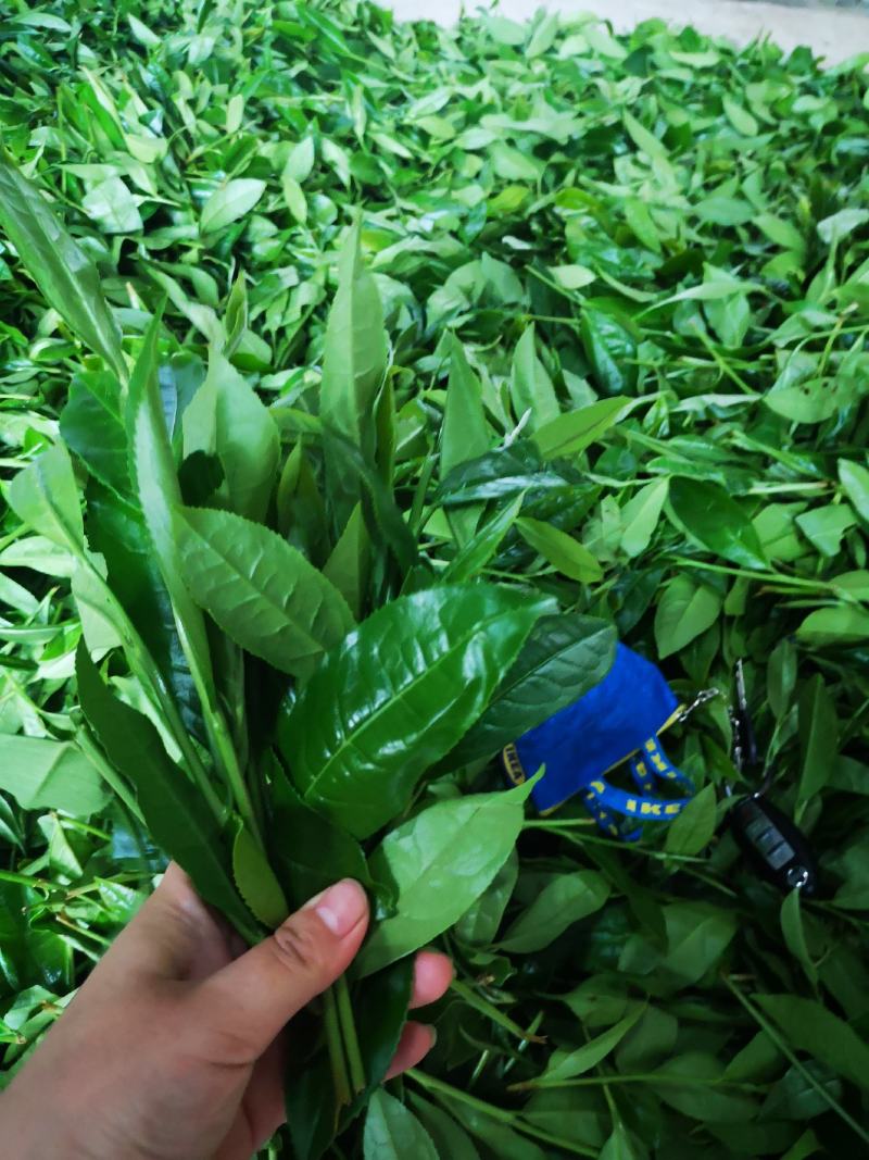 政和白茶