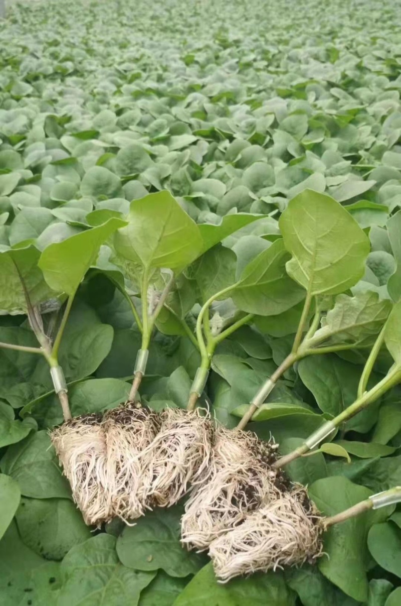 茄子紫茄苗大量有货育苗基地直销专业培育健壮耐运输