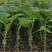 茄子紫茄苗大量有货育苗基地直销专业培育健壮耐运输