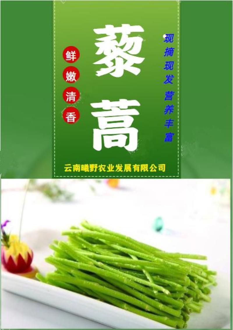 曦野农业一藜蒿