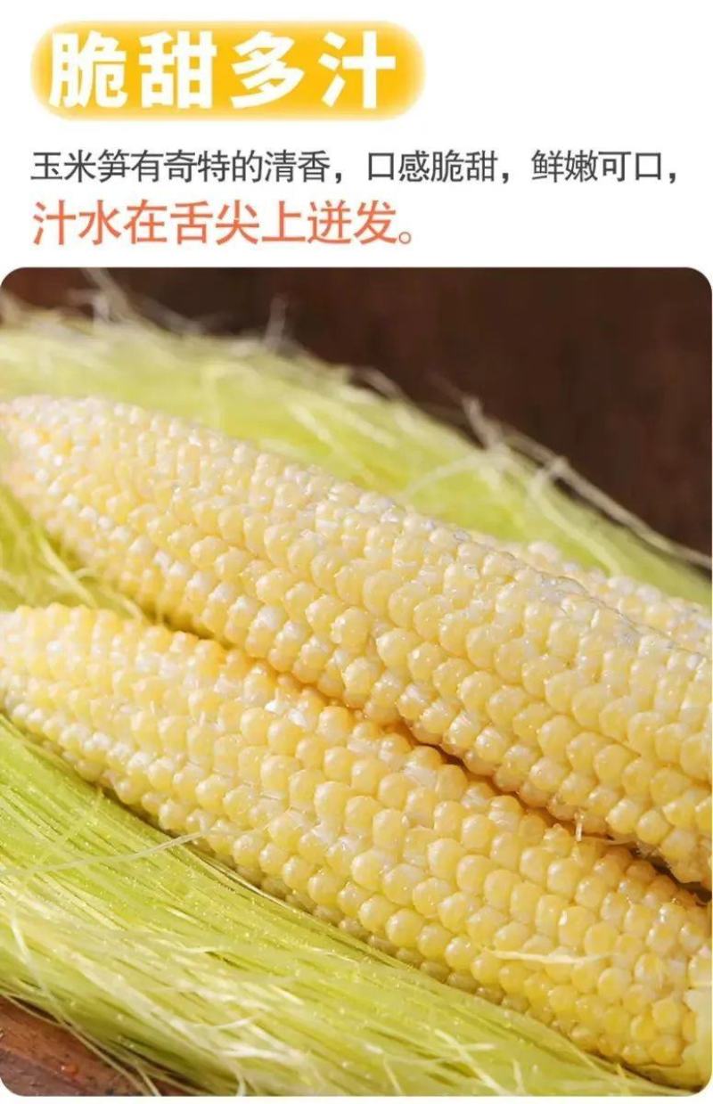 水果玉米笋玉米芯小玉米籽新笋心玉米须即食蔬菜寿司沙拉包邮