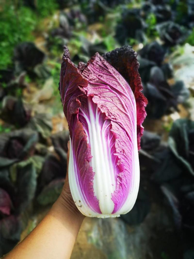 紫白菜，富含花青素，口感脆甜，凉拌，小炒均可，有促进皮肤