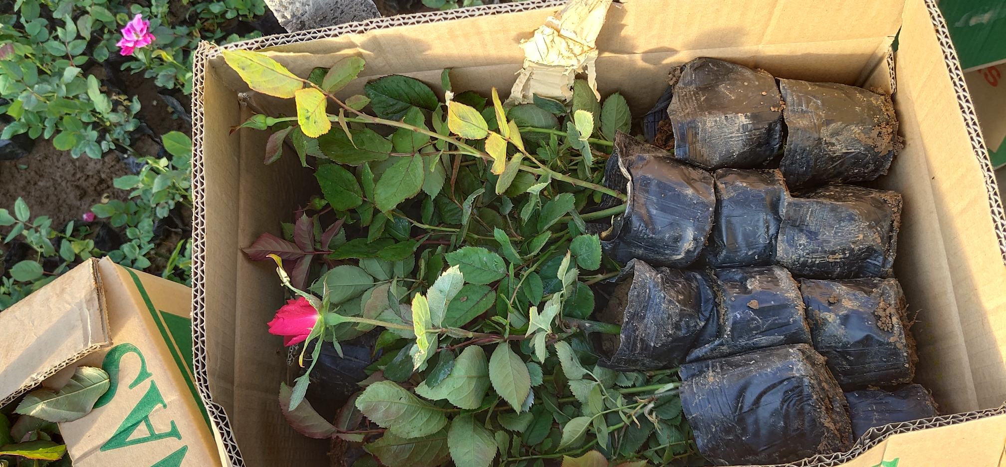 雏菊产品市场销售图