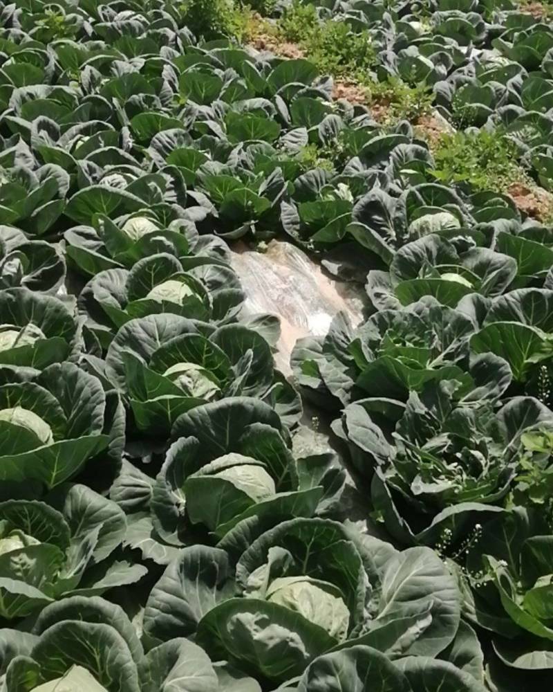 陕西省咸阳市乾县灵源普惠农民种植合作社