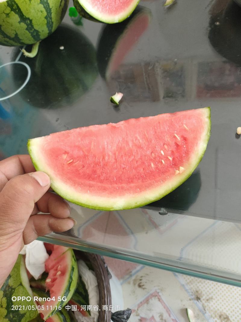 河南夏邑万亩8424美都西瓜种植基地