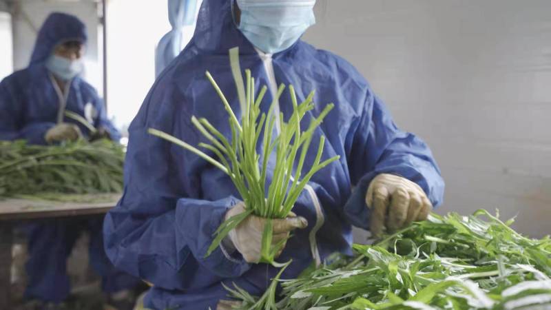 曦野一一级净藜蒿