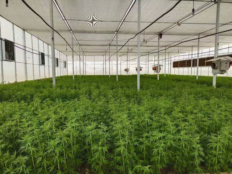 曦野一一级净藜蒿