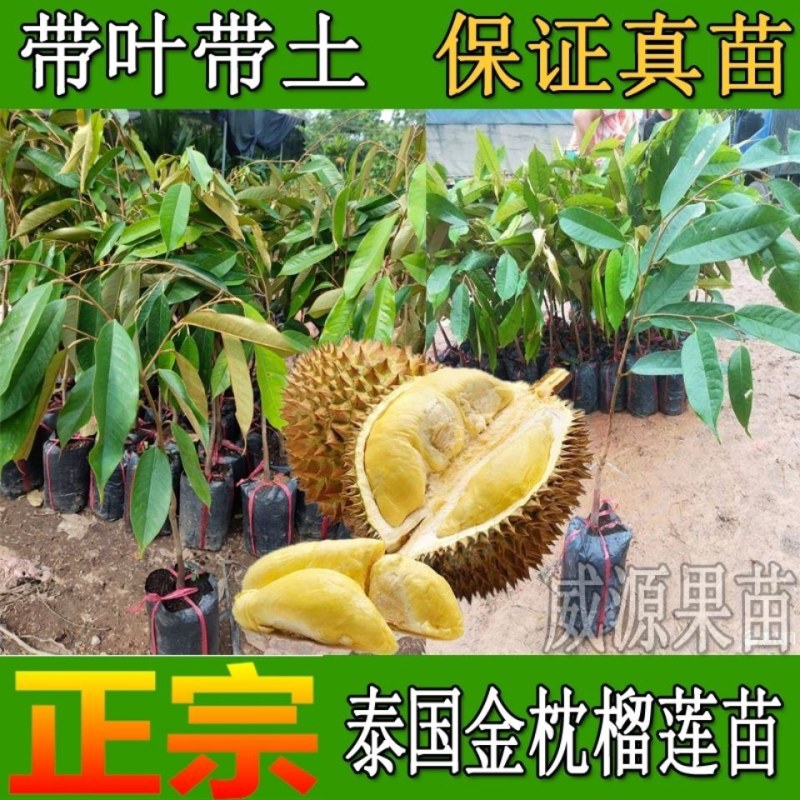 果树苗嫁接榴莲树苗泰国榴莲苗猫山王金枕头南方种植地栽当年