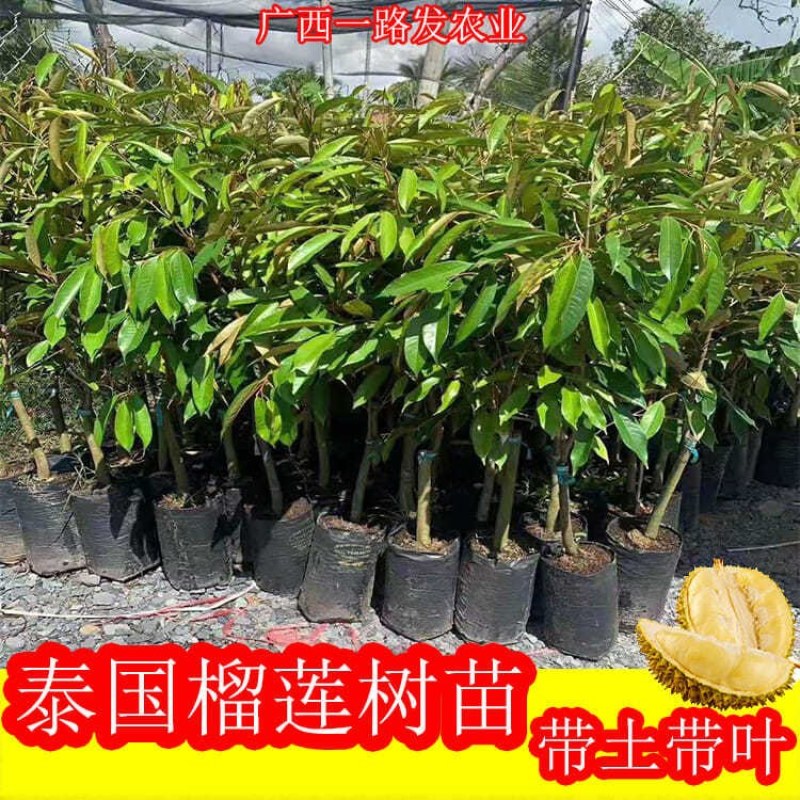 果树苗嫁接榴莲树苗泰国榴莲苗猫山王金枕头南方种植地栽当年