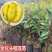 果树苗嫁接榴莲树苗泰国榴莲苗猫山王金枕头南方种植地栽当年