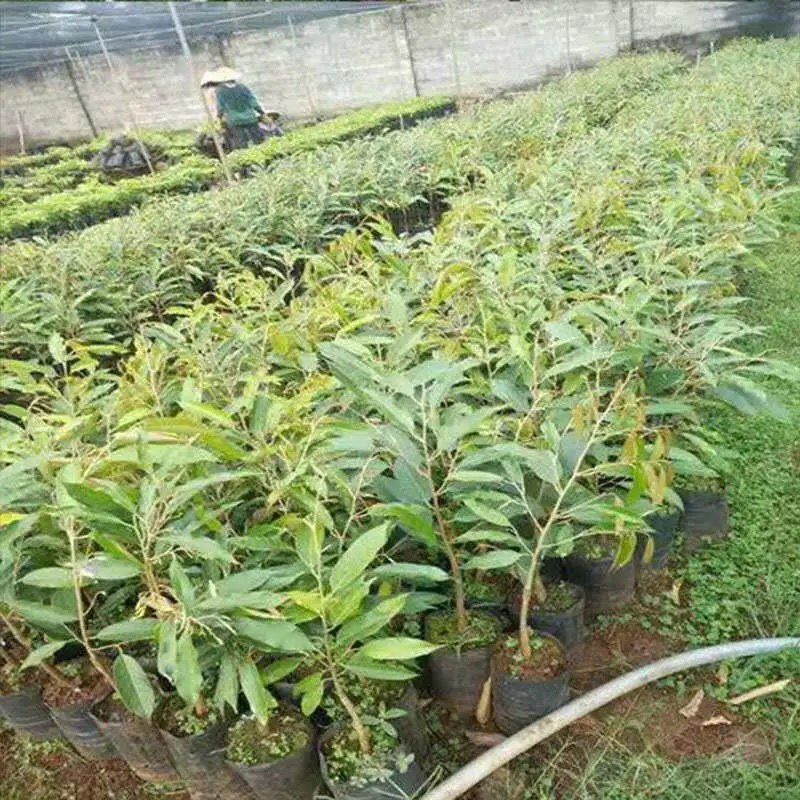 果树苗嫁接榴莲树苗泰国榴莲苗猫山王金枕头南方种植地栽当年
