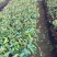 果树苗嫁接榴莲树苗泰国榴莲苗猫山王金枕头南方种植地栽当年