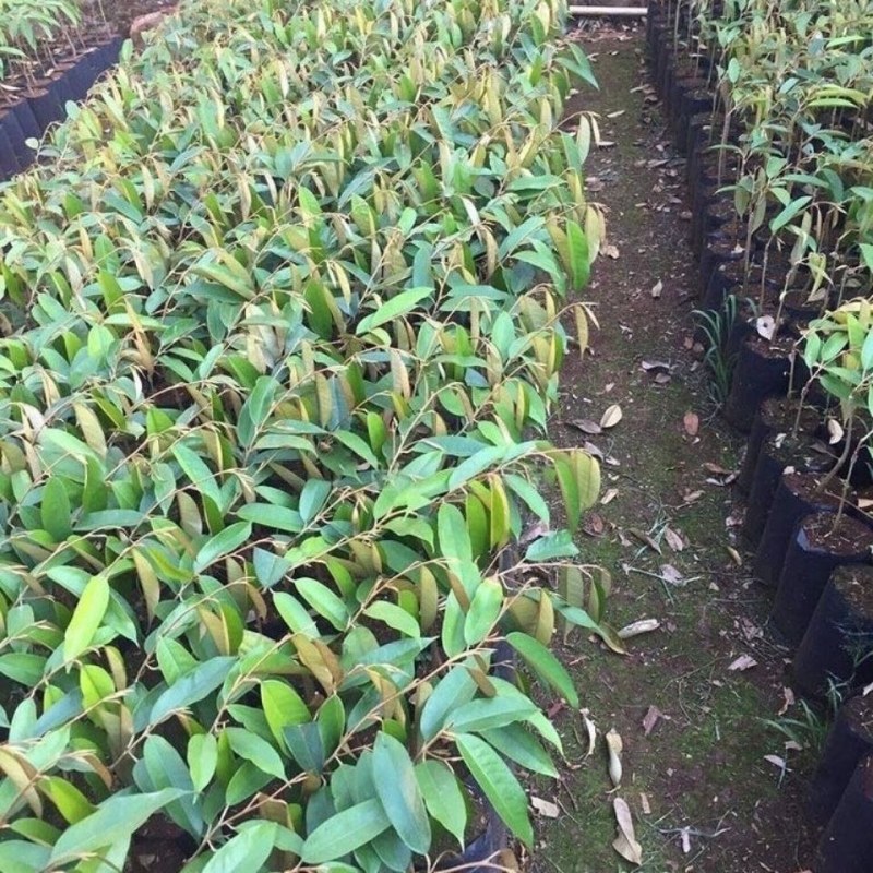 果树苗嫁接榴莲树苗泰国榴莲苗猫山王金枕头南方种植地栽当年