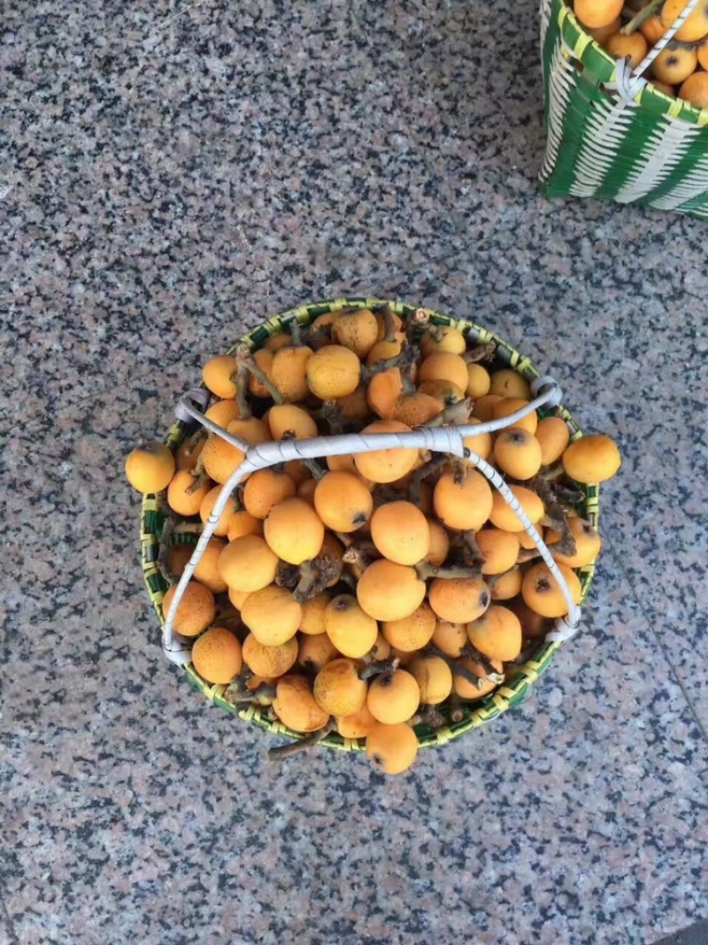白玉枇杷塘栖白玉枇杷，红中枇杷，自己家种的枇杷