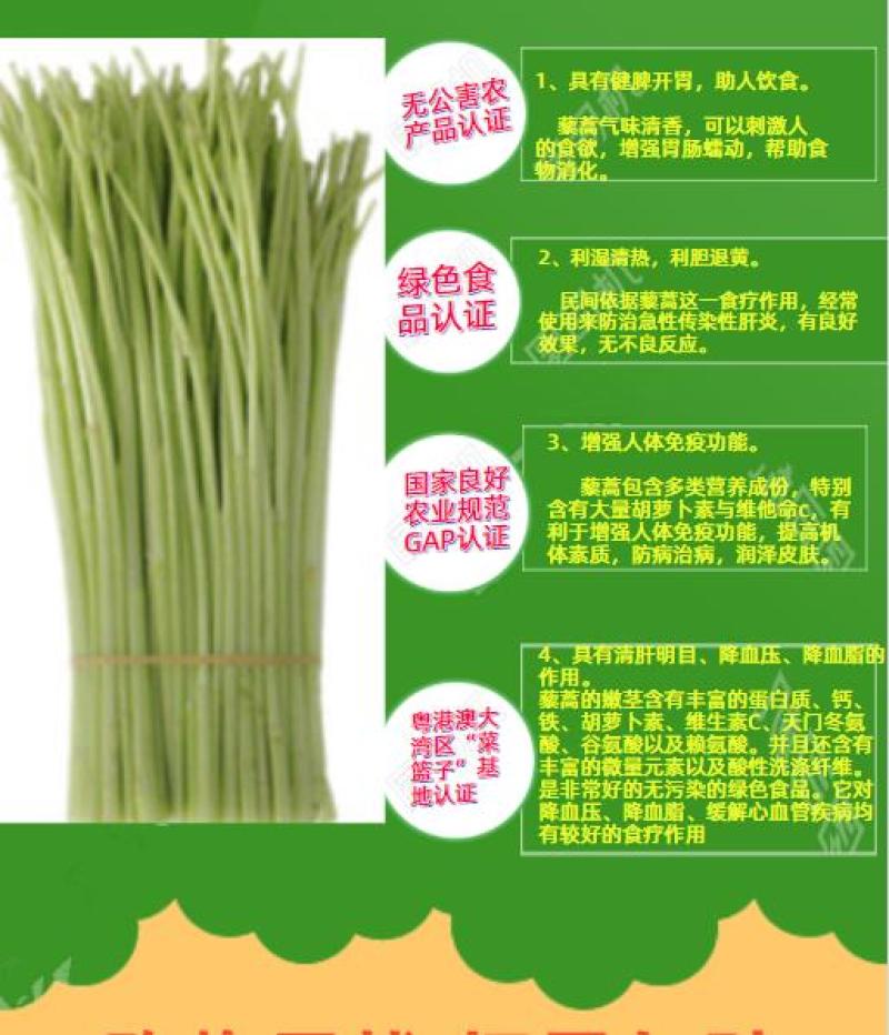 曦野一一级净藜蒿