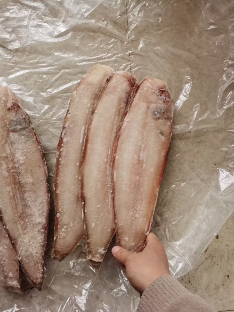 产地直销，舌头鱼，踏板鱼，大小规格都有，新鲜速冻