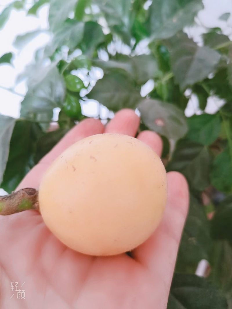 白玉枇杷塘栖白玉枇杷，红中枇杷，自己家种的枇杷