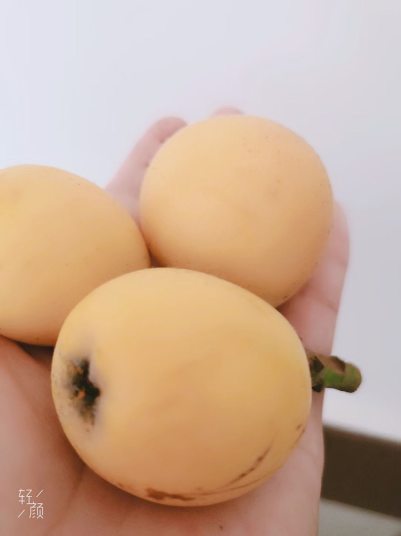 白玉枇杷塘栖白玉枇杷，红中枇杷，自己家种的枇杷